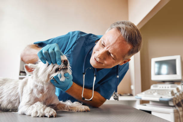  Granite Shoals, TX Emergency Dentist Pros
